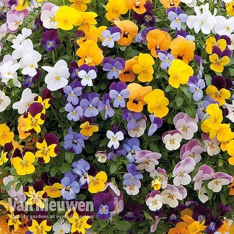Viola (Ice Babies) 'Teardrops Mixed' (Pre-planted Hanging Basket) - Image 2