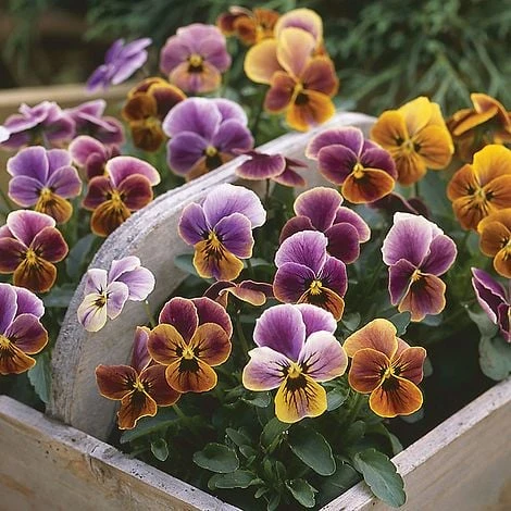 Viola 'Plums And Peaches'