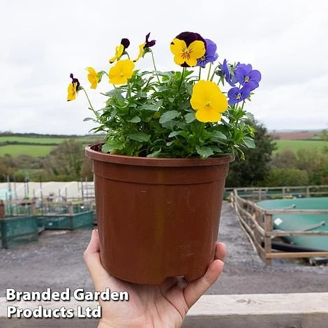 Viola 'Sorbet Mixed' - Image 2