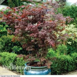 Acer Palmatum 'Atropurpureum'