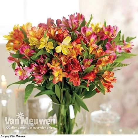 Alstroemeria 'Garden Hybrids' - Image 2