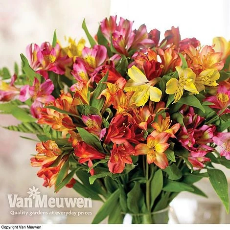 Alstroemeria 'Garden Hybrids' - Image 3