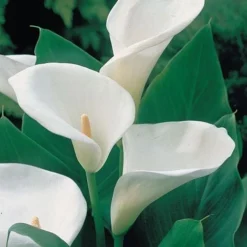 Arum Lily