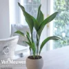 Aspidistra Elatior (House Plant)