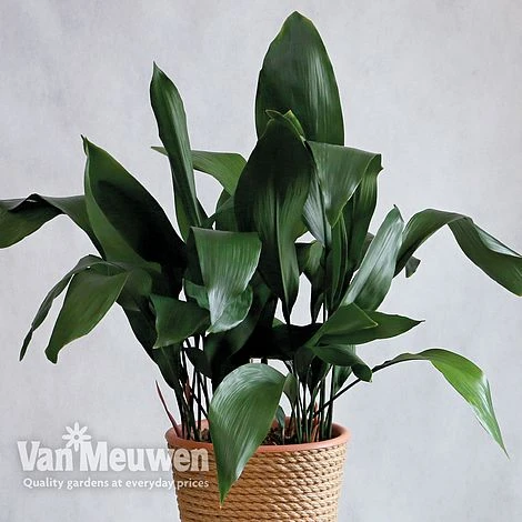 Aspidistra Elatior (House Plant) - Image 2