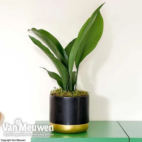 Aspidistra Elatior (House Plant) - Image 4