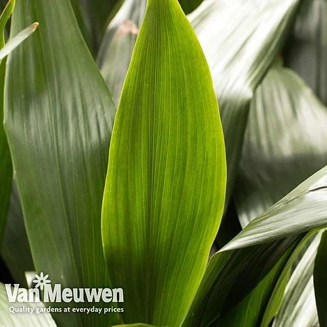 Aspidistra Elatior (House Plant) - Image 5