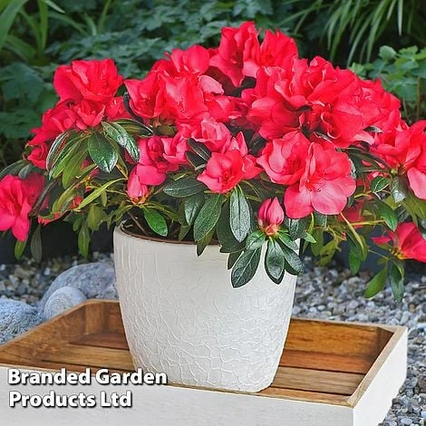 Azalea 'Dwarf Collection' - Image 2