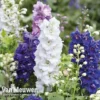 Delphinium Hybridum 'Magic Fountains Mixed'