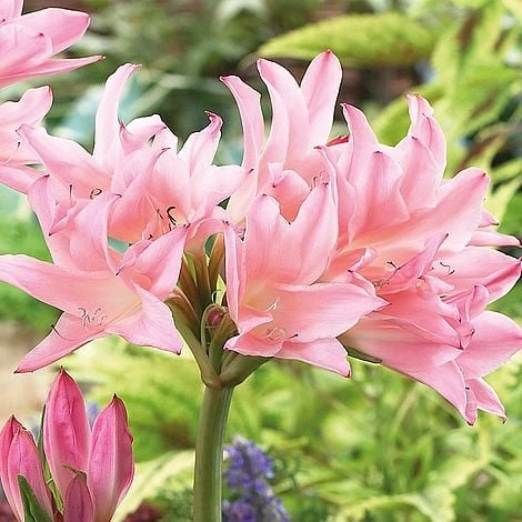 Amarcrinum Memoria-corsii 'Howardii' - Image 2