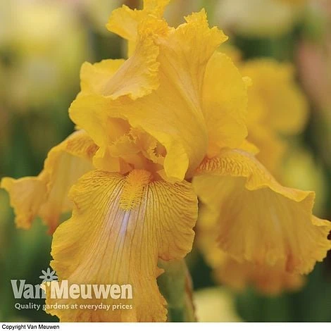 Iris Re-Blooming Collection - Image 2