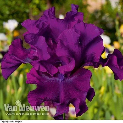 Iris Re-Blooming Collection - Image 3