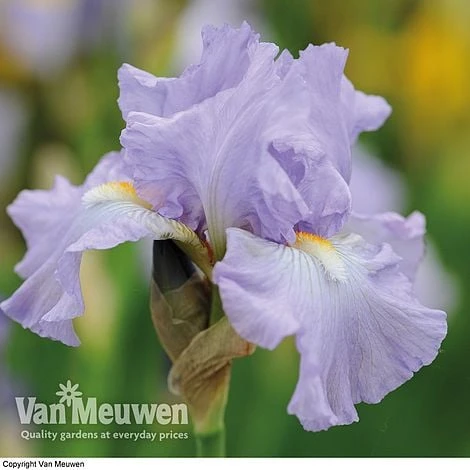 Iris Re-Blooming Collection - Image 6