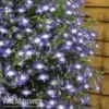 Lobelia 'Waterfall Ice Blue'