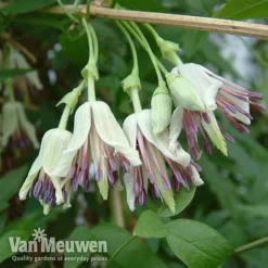 Clematis Napaulensis