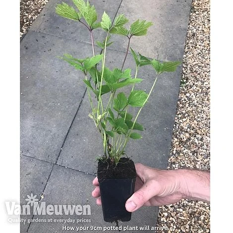 Clematis 'New Love' - Image 6