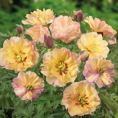 Peony Itoh 'Canary Brilliants' - Image 2