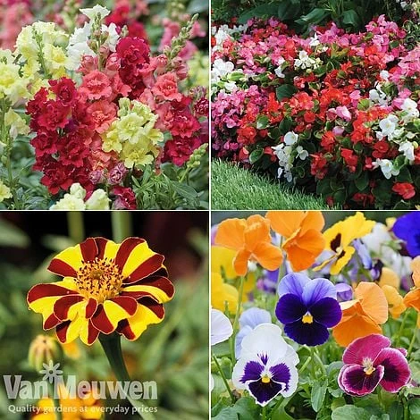 Summer Bedding Collection - Image 2