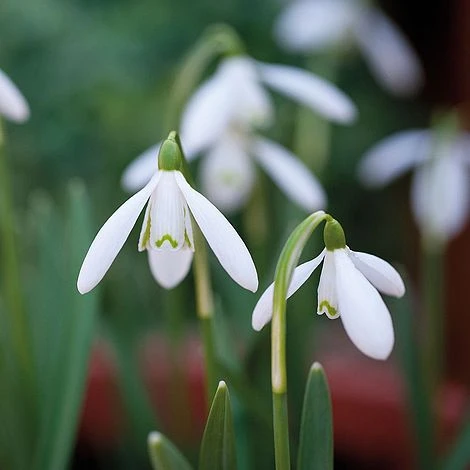 Snowdrops In The Green - Image 4