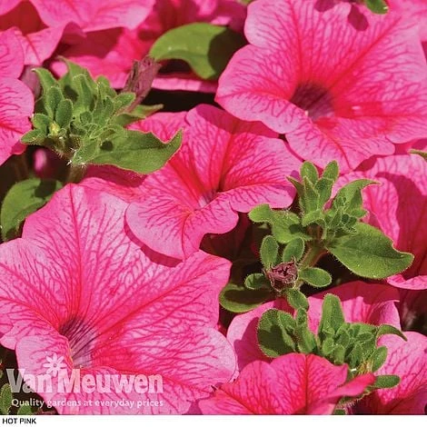Petunia 'Surfinia' Pre-Planted Basket - Image 4