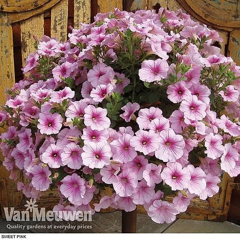 Petunia 'Surfinia' Pre-Planted Basket - Image 5