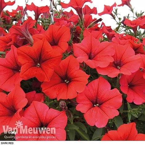 Petunia 'Surfinia' Pre-Planted Basket - Image 6