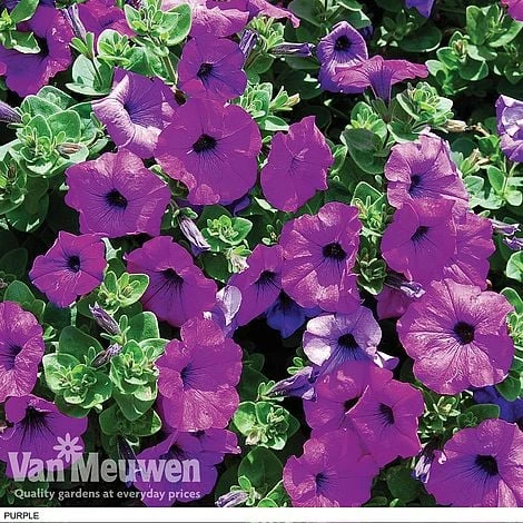 Petunia 'Surfinia' Pre-Planted Basket - Image 7
