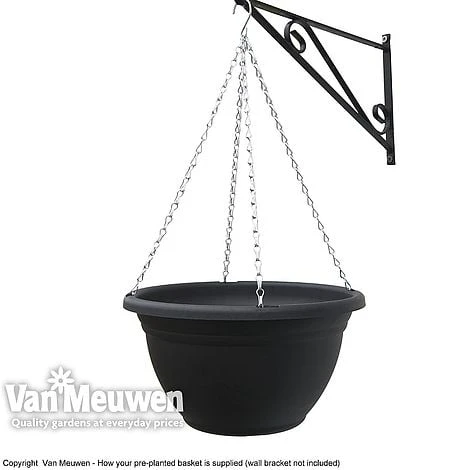 Viola (Ice Babies) 'Teardrops Mixed' (Pre-planted Hanging Basket) - Image 3